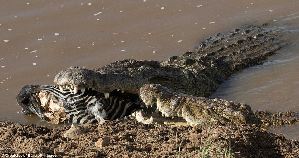 Những con cá sấu khác định lao tới để cướp miếng mồi nhưng không thành công. (Nguồn: Barcroft)