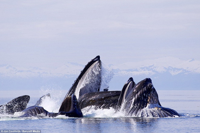 Những con cá voi lưng gù nhảy lên để đớp đàn cá trích bơi gần mặt nước. (Nguồn: Barcroft Media)