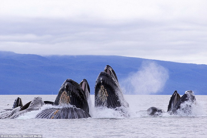 Một con cá voi lưng gù trưởng thành có thể dài tới 15m và nặng hơn 35 tấn. (Nguồn: Barcroft Media)