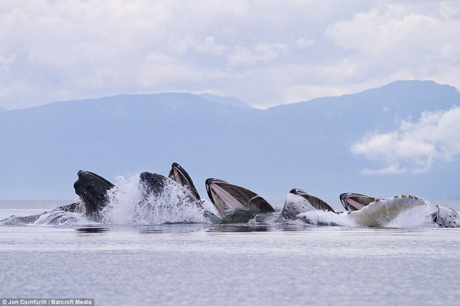 Đàn cá voi lưng gù xuất hiện ở eo biển Chatham Strait, Alaska. (Nguồn: Barcroft Media)