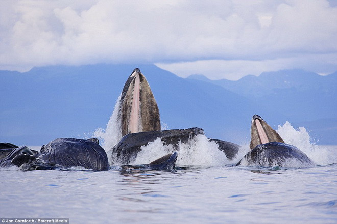 Đàn cá voi lưng gù xuất hiện ở eo biển Chatham Strait, Alaska. (Nguồn: Barcroft Media)