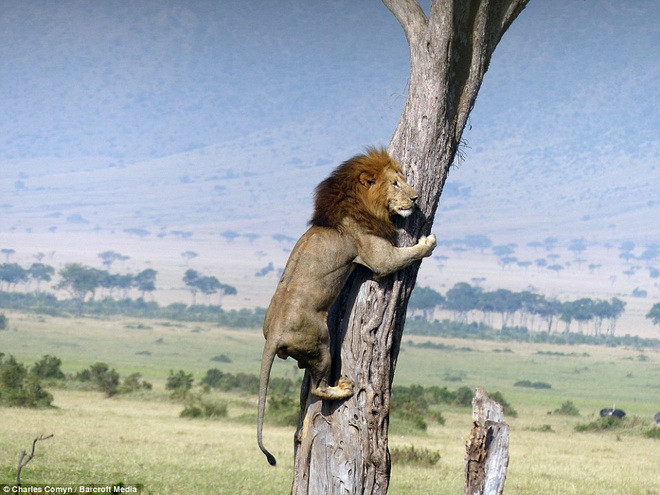 Nhận thấy đàn trâu rừng chạy tới gần mình, con sư tử đã tỏ ra khá sợ hãi. (Nguồn: Barcroft Media)