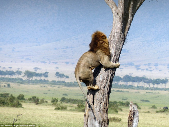 Thay vì chạy thật nhanh, chú sư tử đã cố leo lên một cái cây gần đó. (Nguồn: Barcroft Media)