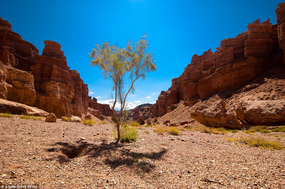 Thực vật ở vùng đất này khá nghèo nàn, chỉ có những loại cây chịu hạn tốt mới có thể tồn tại. Trong ảnh là loại cây bụi gọi là haloxylon. (Nguồn: Alamy Stock)