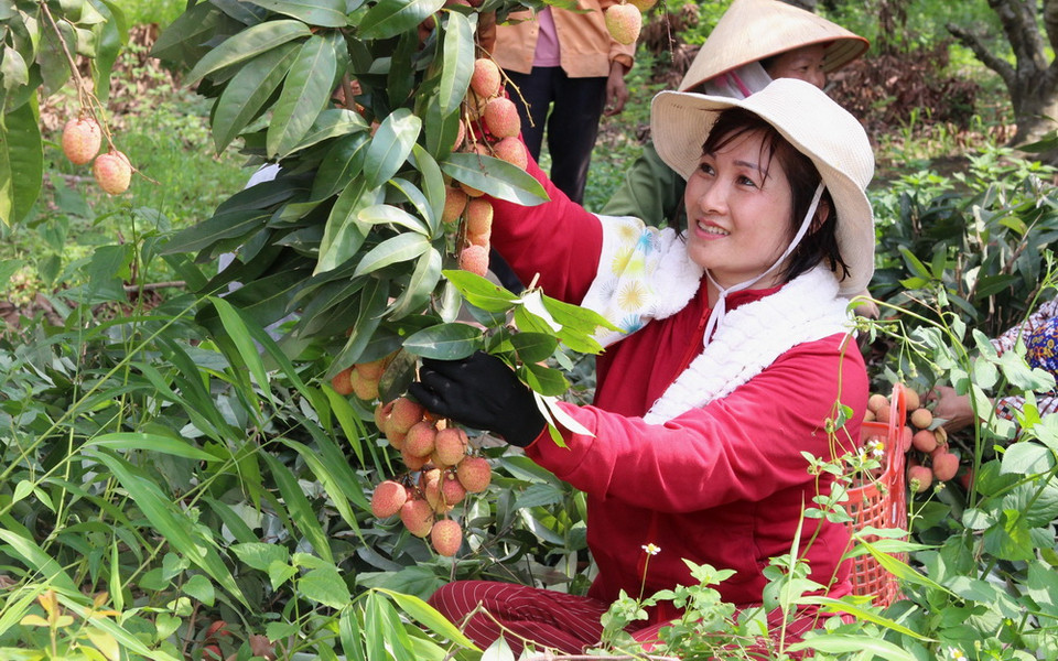 Chị Thu vui mừng vì năm nay hơn 200 gốc vải của gia đình đều sai quả. (Ảnh: Tùng Lâm/TTXVN)
