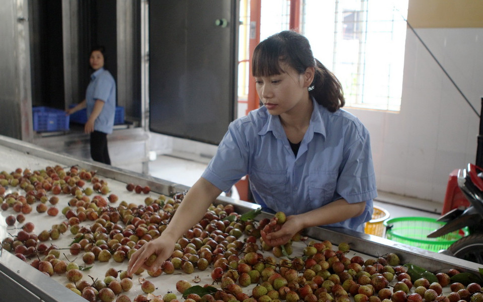 Phân loại chọn lọc vải thiều đưa vào kho lạnh bảo quản để đóng gói xuất khẩu. (Ảnh: Tùng Lâm/TTXVN)