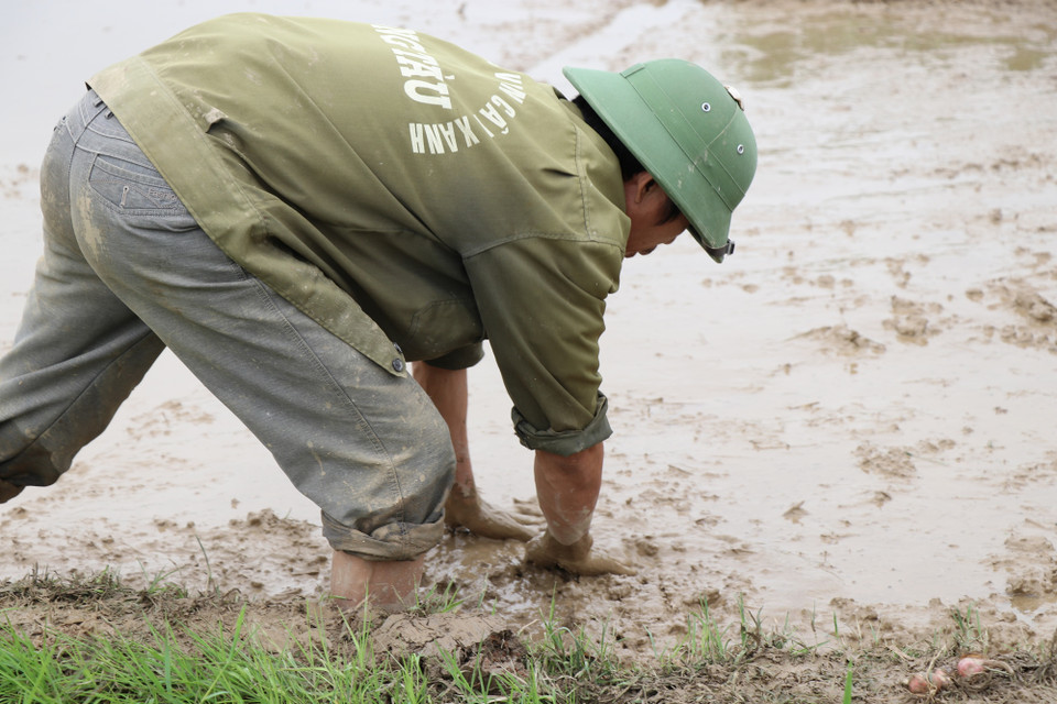 Bàn tay ngập trong bùn giữa cái giá lạnh của mùa Đông, anh Nguyễn Ngọc Bình, xã An Phụ cho biết, cách làm truyền thống này sẽ giúp đất phẳng đều để giữ ấm cho chân mạ. (Ảnh: Hanh Nguyễn/Vietnam+)