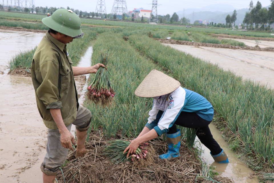 Người dân xã An Phụ, huyện Kinh Môn thu hoạch hành. Ảnh: Hạnh Nguyễn/Vietnam+)
