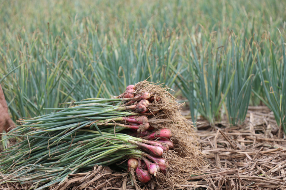Cây hành tía mang lại giá trị kinh tế và thu nhập ổn định cho nông dân. (Ảnh: Nguyễn Hạnh)