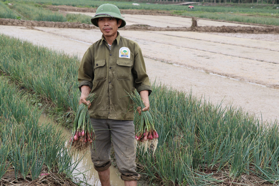 Anh Nguyễn Ngọc Bình, xã An Phụ cho biết trồng hành tía đã mang lại thu nhập 120 triệu đồng/7 sào ruộng. (Ảnh: Hạnh Nguyễn/Vietnam+)