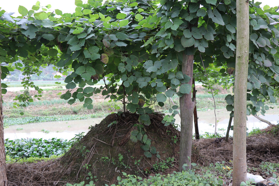 Một ụ sắn dây ven đường cũng có thể mang về 1 triệu đồng thu nhập cho người trồng. (Ảnh: Nguyễn Hạnh/Vietnam+)