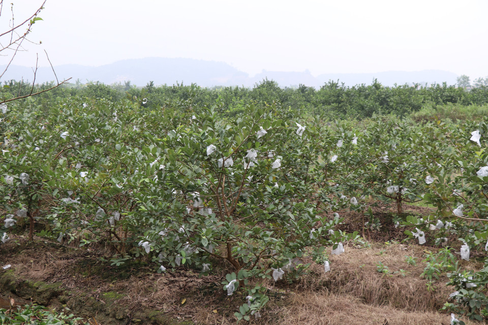 Ổi cũng là một trong những loại cây trồng thế mạnh tại Kinh Môn. (Ảnh: Nguyễn Hạnh/Vietnam+)