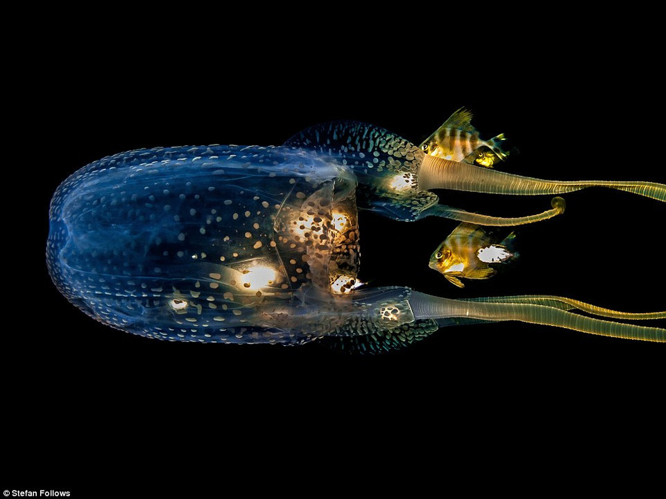 Bức ảnh về con sứa hộp của Stefan Follows chụp ở vùng biển ngoài khơi Sail Rock ở Thái Lan giành huy chương vàng