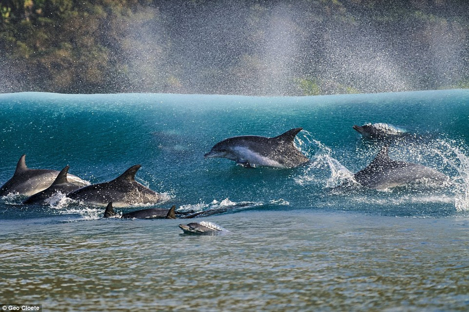 Geo Cloete giành huy chương vàng với bức ảnh về những con cá heo nhảy sóng