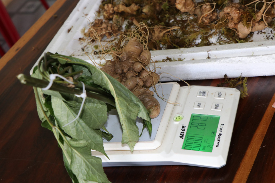 Các loại củ bị bắt sáng 1/3 từ miền Bắc đưa vào vùng trọng điểm trồng sâm Ngọc Linh Kon Tum để đội lốt sâm Ngọc Linh bán ra thị trường. (Ảnh: Cao Nguyên/TTXVN)