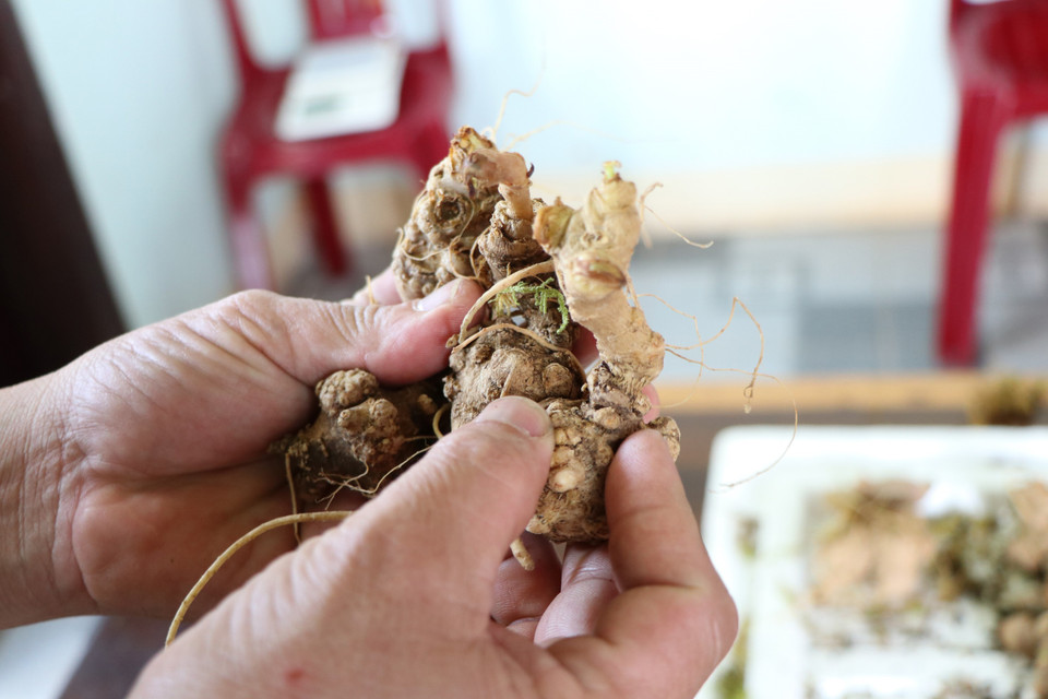 Các loại củ bị bắt sáng 1/3 từ miền Bắc đưa vào vùng trọng điểm trồng sâm Ngọc Linh Kon Tum để đội lốt sâm Ngọc Linh bán ra thị trường. (Ảnh: Cao Nguyên/TTXVN)