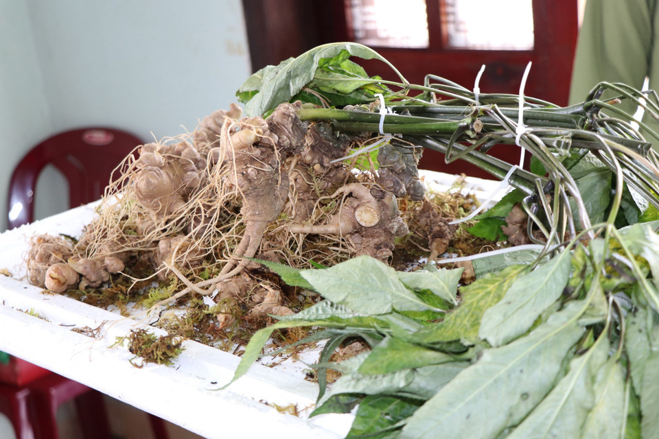 Các loại củ bị bắt sáng 1/3 từ miền Bắc đưa vào vùng trọng điểm trồng sâm Ngọc Linh Kon Tum để đội lốt sâm Ngọc Linh bán ra thị trường. (Ảnh: Cao Nguyên/TTXVN)