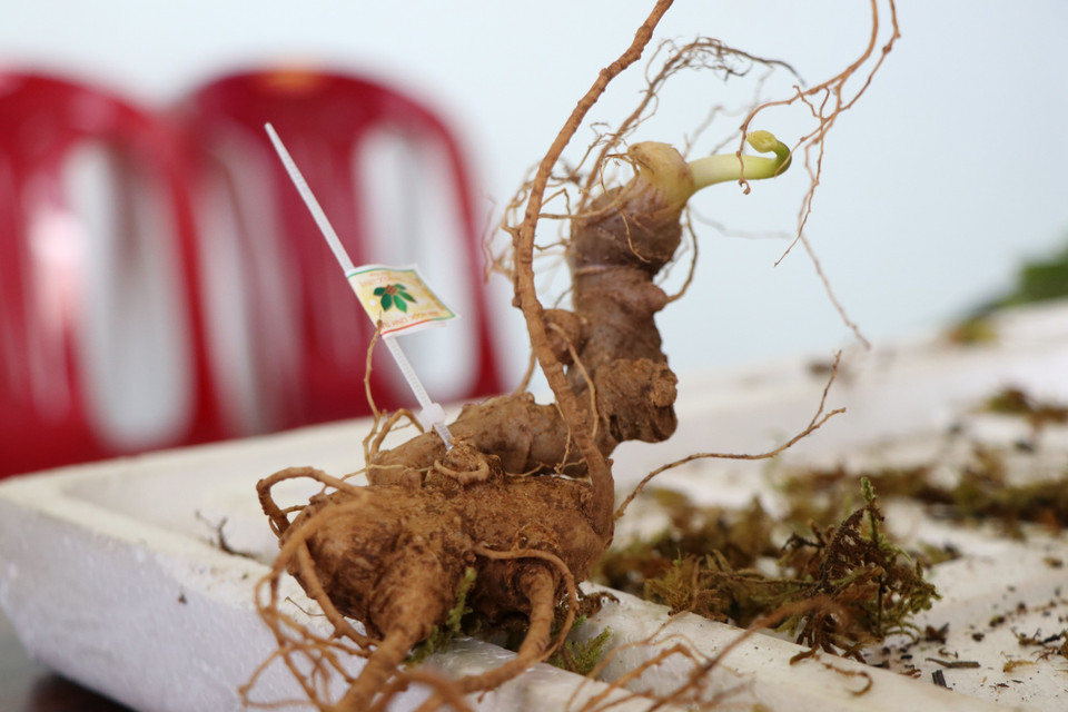 Củ sâm Ngọc Linh thật được gắn nhãn mác, thương hiệu trên sản phẩm. (Ảnh: Cao Nguyên/TTXVN)