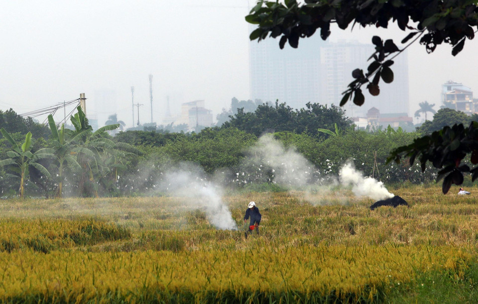 Một phần khói từ những vụ đốt rơm rạ này bay vào nội thành, gây ra tình trạng ô nhiễm không khí trầm trọng. (Ảnh: Huy Hùng/TTXVN)
