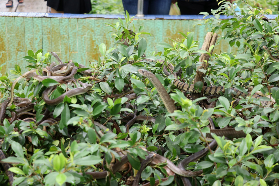Rắn được nuôi trong môi trường tự nhiên ở trại rắn Đồng Tâm. (Ảnh: Hữu Chí/TTXVN)