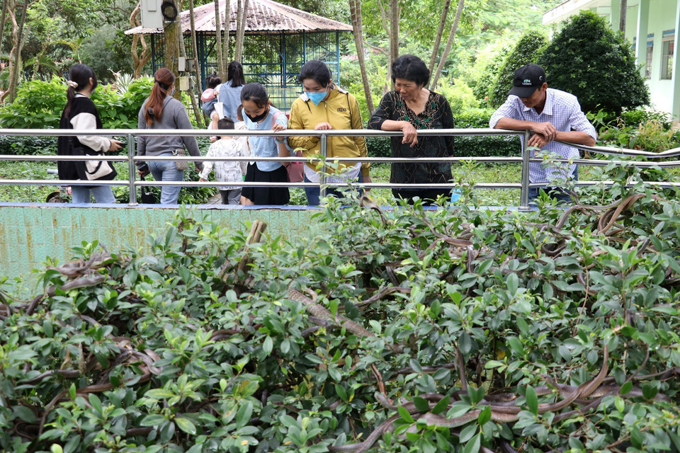 Du khách tham quan các loại rắn đang được nuôi tại Trại rắn Đồng Tâm. (Ảnh: Hữu Chí/TTXVN)