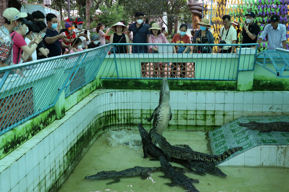  Du khách trải nghiệm câu cá sấu giải trí ở trại rắn Đồng Tâm. (Ảnh: Hữu Chí/TTXVN)