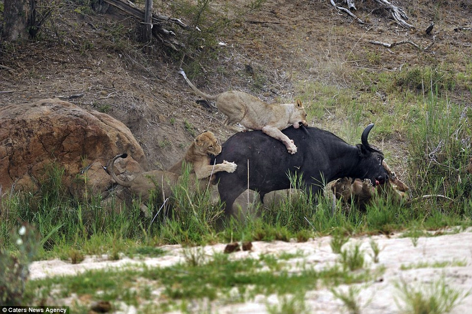 Ông Ravenhill đứng cách những con sư tử và trâu rừng chỉ khoảng 20m. (Nguồn: Caters News Agency)