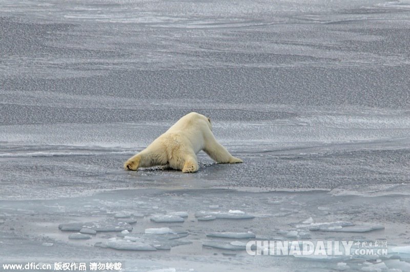 Tư thế ngộ nghĩnh của chú gấu khiến nhiều người bật cười. (Nguồn: dfic)