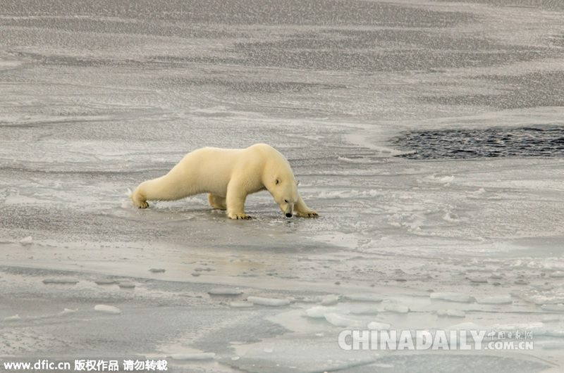 Chú gấu liên tục bị trượt ngã. (Nguồn: dfic)