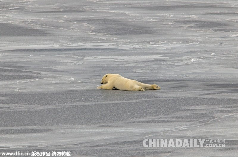 Mặt băng quá trơn khiến chú gấu gặp vô vàn khó khăn. (Nguồn: dfic)