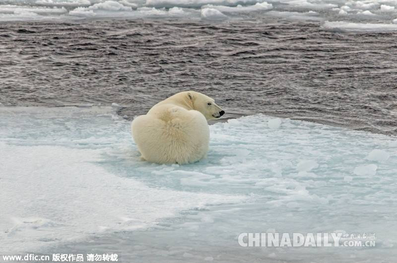 Chú gấu gồng mình để cố gắng đi qua mặt băng trơn. (Nguồn: dfic)