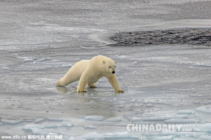 Chú gấu gồng mình để cố gắng đi qua mặt băng trơn. (Nguồn: dfic)