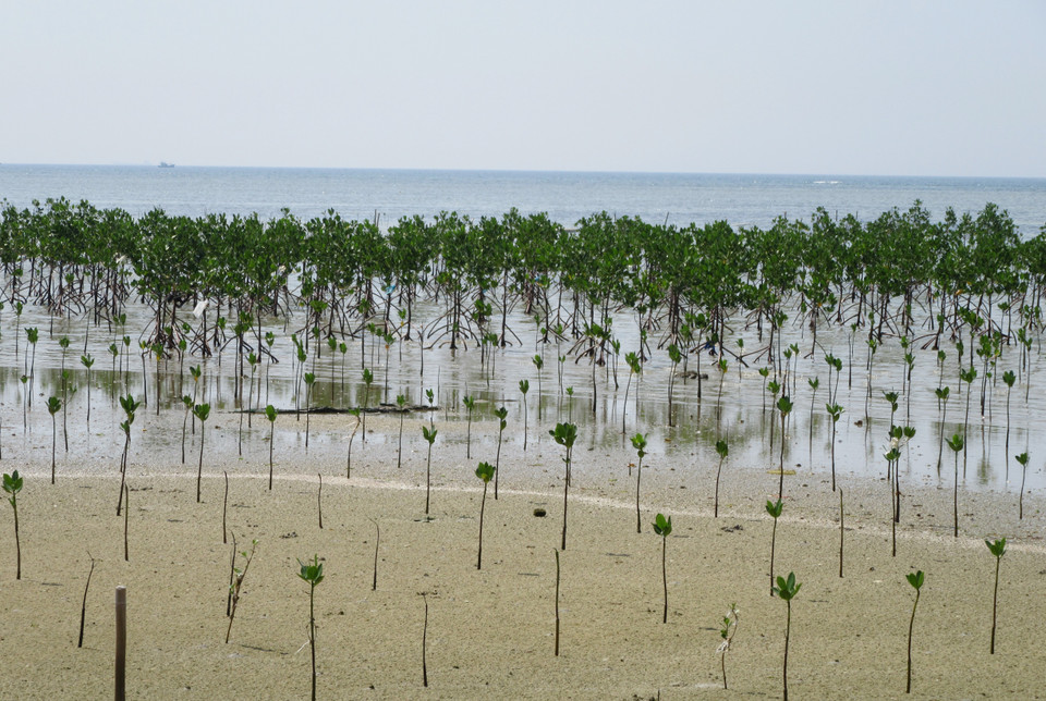 Trồng rừng ngập mặn phục hồi hệ sinh thái tại khu bảo tồn biển Khu Dự trữ Sinh quyển Núi Chúa. (Ảnh: Nguyễn Thành/TTXVN)