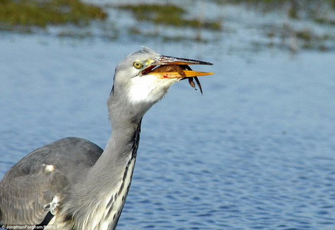 Con cò tức giận và quyết định ăn thịt chú chồn. (Nguồn: Daily Mail)