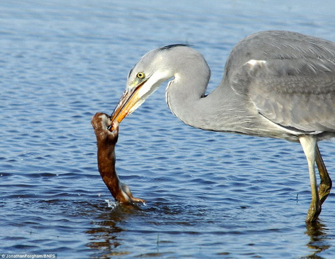 Theo Forgham, con cò không cố gắng ăn thịt chú chồn mà chỉ cố gắng thoát khỏi sự đeo bám khó chịu của kẻ thù. (Nguồn: Daily Mail)