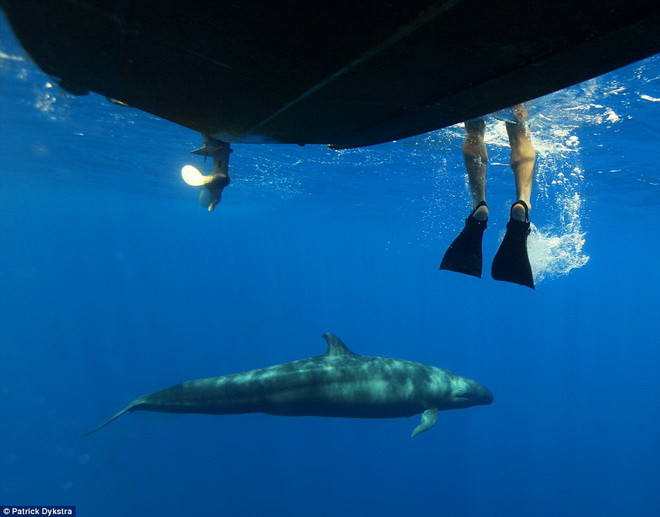 Bên cạnh cá voi xanh, du khách cũng sẽ được tận mắt thấy những loài cá quý hiếm khác như cá nhà táng, cá voi hoa tiêu, cá heo Risso trắng hay rùa biển. (Nguồn: Daily Mail)