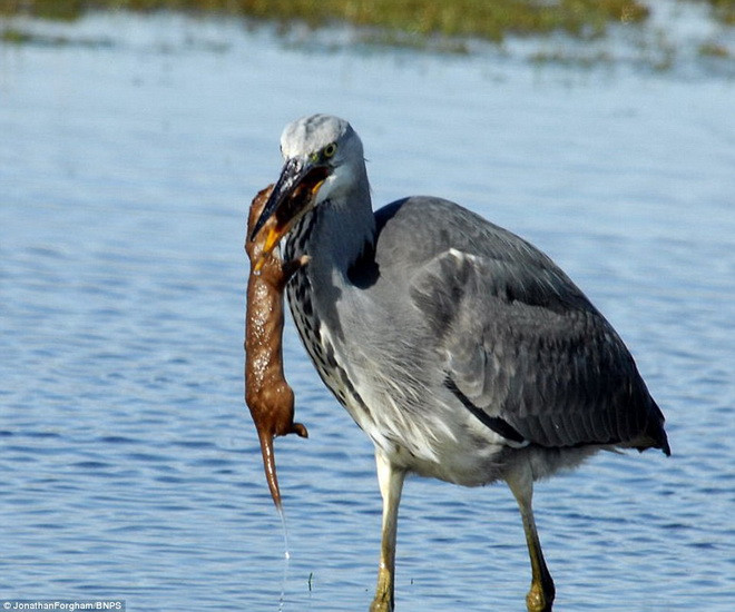Theo Forgham, con cò không cố gắng ăn thịt chú chồn mà chỉ cố gắng thoát khỏi sự đeo bám khó chịu của kẻ thù. (Nguồn: Daily Mail)