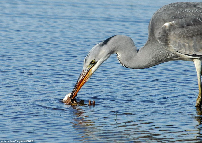 Tuy nhiên, con cò đã tấn công ngược lại và nuốt chửng chú chồn dại dột. (Nguồn: Daily Mail)