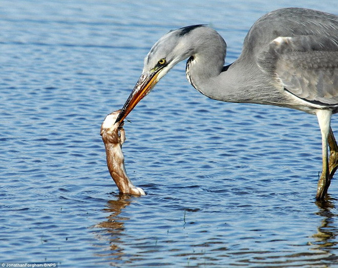 Ông Forgham hiện đang là nhân viên của khu bảo tồn. (Nguồn: Daily Mail)