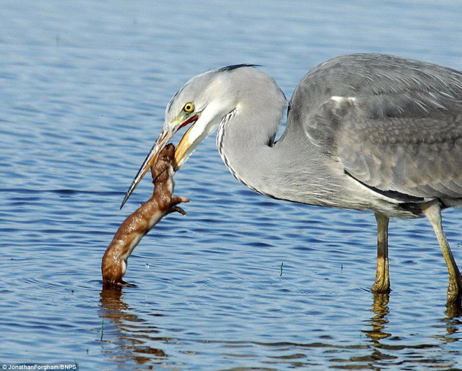 Con chồn nhảy lên và cắn vào mỏ con cò. (Nguồn: Daily Mail)