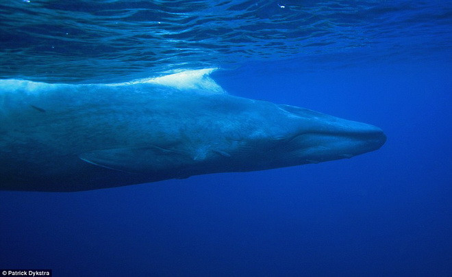 Giá để tham gia tour du lịch trên lên tới 5.255 bảng. (Nguồn: Daily Mail)