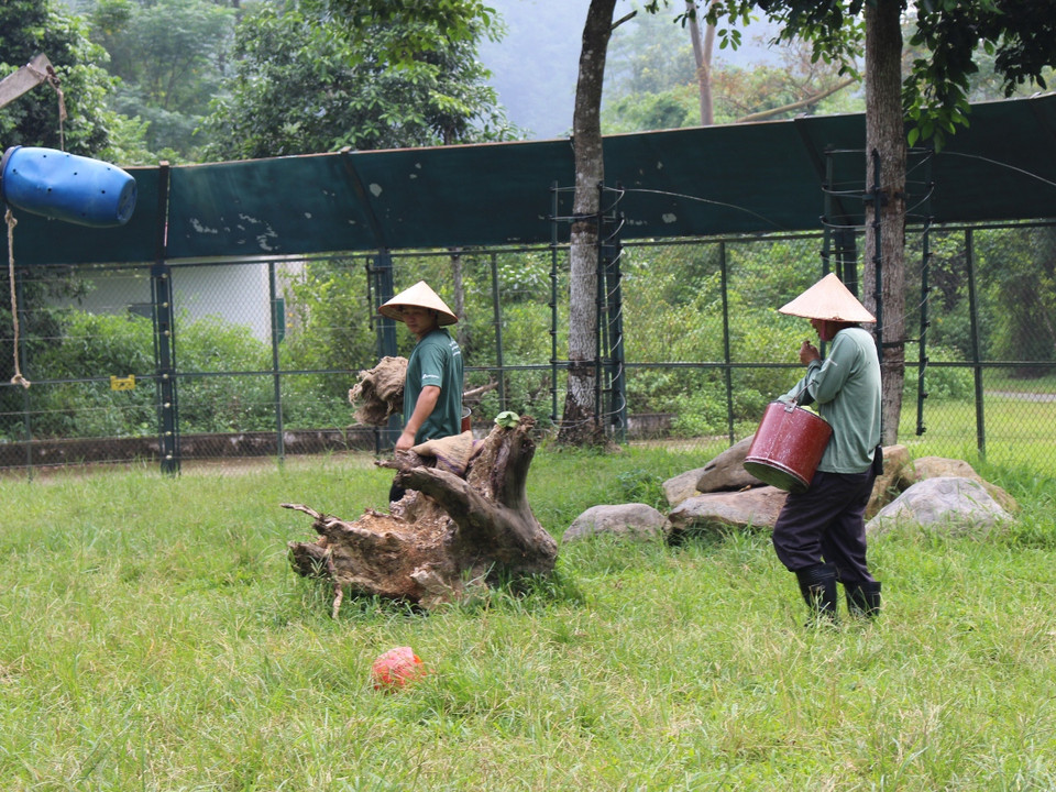 Các nhân viên chăm sóc gấu tạo đồ làm giàu bằng cách cất giấu thức ăn vào trong ống tre, gáo dừa, lốp xe… để kích thích khả năng tìm kiếm thức ăn cho gấu. (Ảnh: Hùng Võ/Vietnam+)