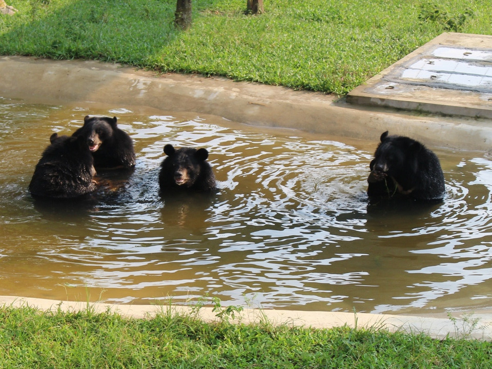 Gấu tắm mát trong một bể bơi khu bán hoang dã. (Ảnh: Hùng Võ/Vietnam+)