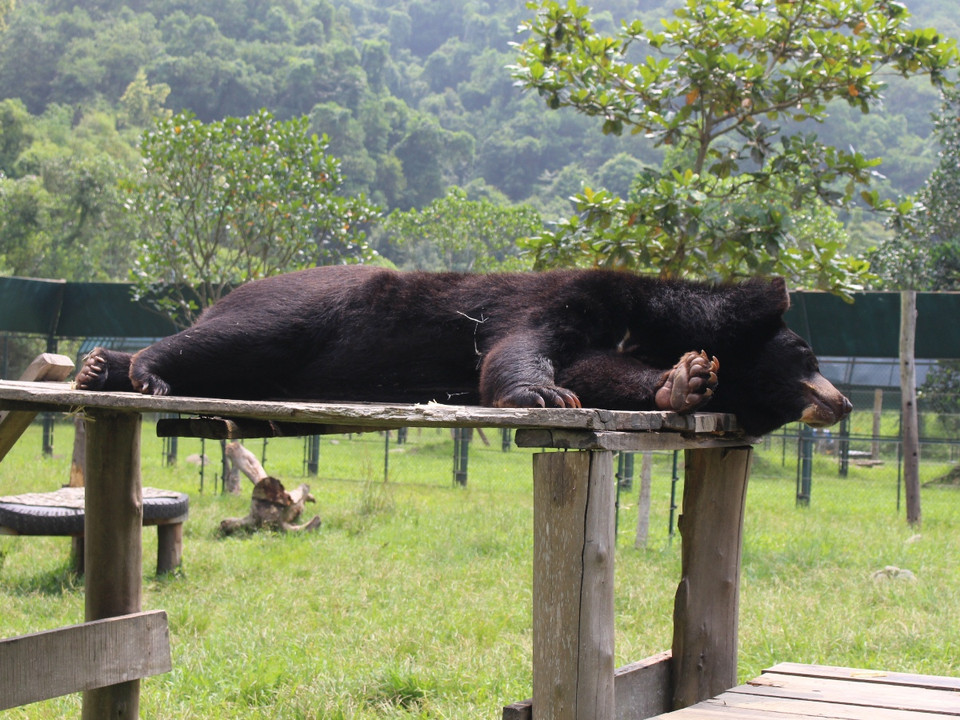 Hiện nay, Trung tâm cứu hộ gấu Việt Nam đang chăm sóc 139 cá thể gấu, với nhiều hoàn cảnh khác nhau. (Ảnh: Hùng Võ/Vietnam+)