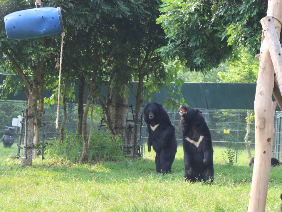 Gấu đi bằng hai chân. (Ảnh: Hùng Võ/Vietnam+)