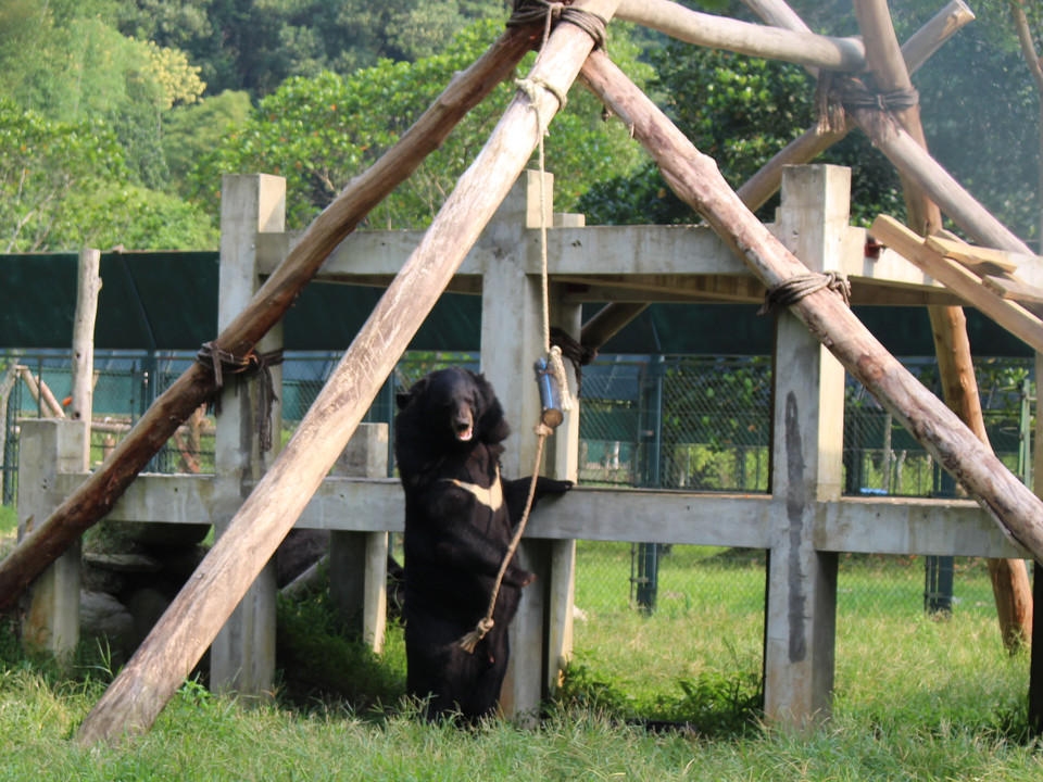 Gấu tìm kiếm thức ăn được giấu kín trong các khúc gỗ, ống tre bằng khả năng đánh mùi của mình. (Ảnh: Hùng Võ/Vietnam+)