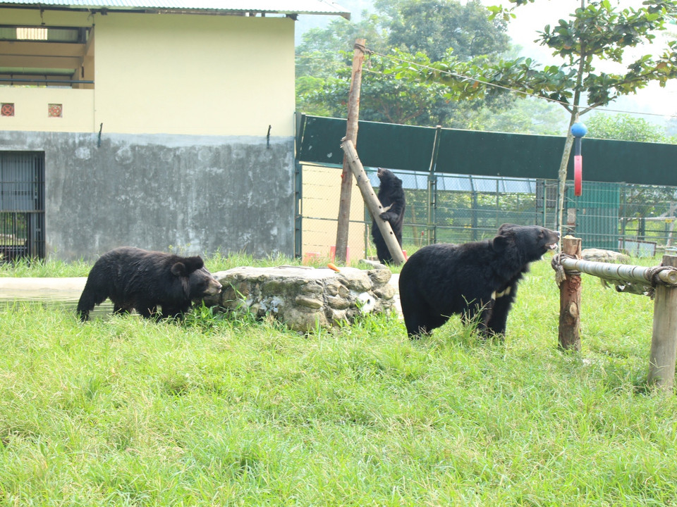 Tại Trung tâm cứu hộ gấu Việt Nam hiện có 4 cá thể gấu bị mù hoàn toàn, 2 chú mất một mắt, 17 gấu bị mất chi, 6 gấu bị thương tật ở chi do bị bẫy ngoài tự nhiên, hoặc bị thương tổn. (Ảnh: Hùng Võ/Vietnam+)