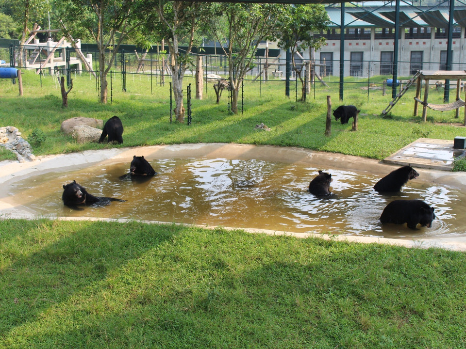 Gấu kéo nhau xuống bể bơi tắm mát. (Ảnh: Hùng Võ/Vietnam+)