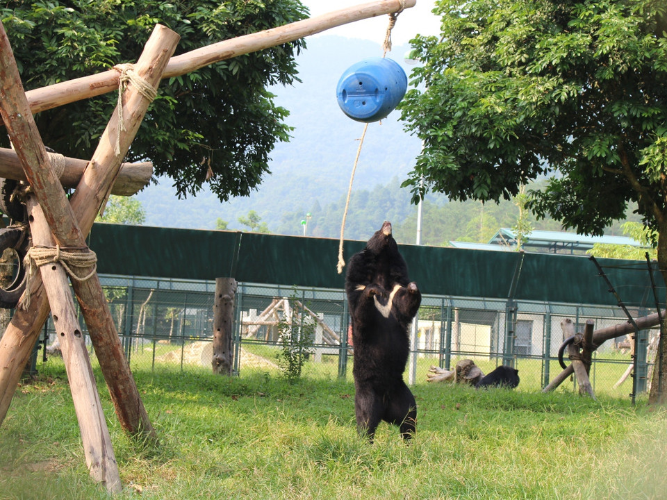 Mặc dù bị mất chi, mù mắt, sức khỏe yếu vì phải cắt bỏ túi mật, nhưng nhiều cá thể gấu vẫn háo hức với các trò chơi trong khu bán hoang dã. (Ảnh: Hùng Võ/Vietnam+)
