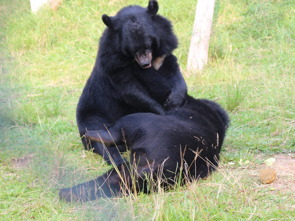 Sau một thời gian ngắn được cứu hộ về khu bán hoang dã tại Vườn quốc gia Tam Đảo, gần 140 cá thể gấu từng bị nuôi nhốt lấy mật đã tìm lại bản năng hoang dã của mình. (Ảnh: Hùng Võ/Vietnam+)